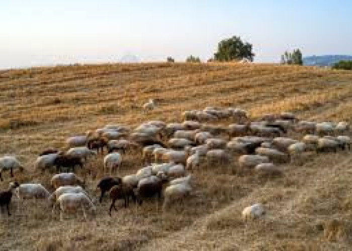 ΕΛΓΟ - ΔΗΜΗΤΡΑ: Ξεκινά η εκπαίδευση κτηνοτρόφων για τη λήψη της συνδεδεμένης ενίσχυσης
