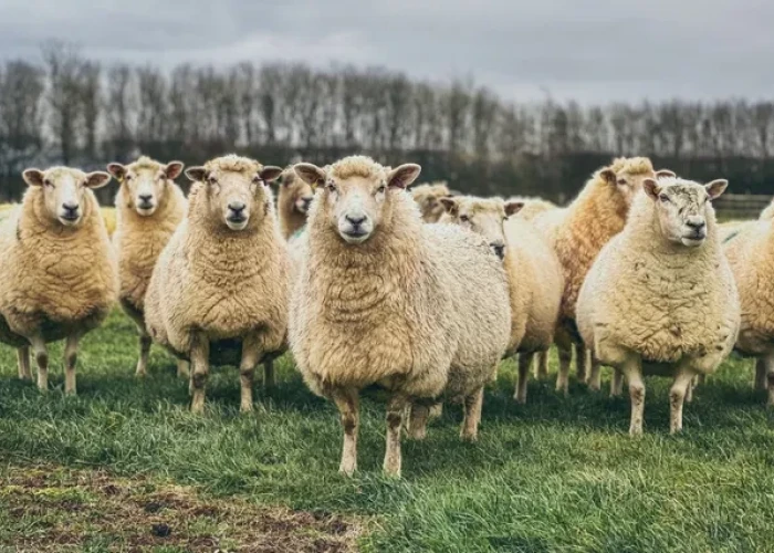 Σπύρος Πρωτοψάλτης:Συνεργασία με την ΠΚΜ για την αντιμετώπιση της ευλογιάς των αιγοπροβάτων