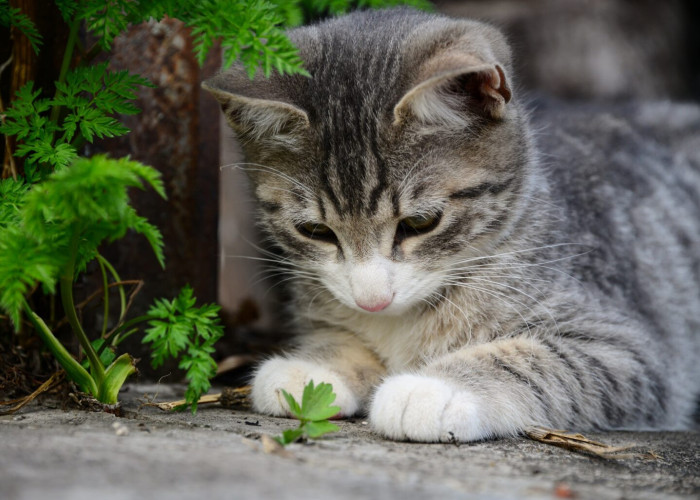 Γιατί οι γάτες ανεβαίνουν στα δέντρα και δεν μπορούν να κατέβουν; Τι να κάνετε και τι όχι για να τις βοηθήσετε