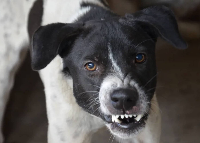 Τι πρέπει να κάνετε σε περίπτωση που σας επιτεθεί ένας σκύλος