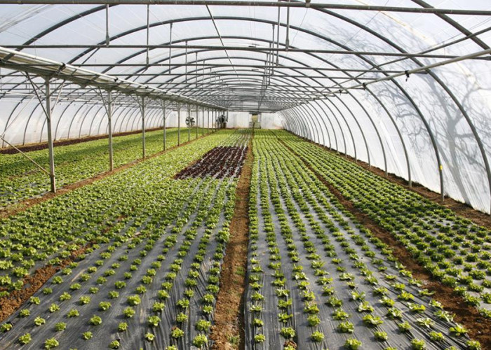 Υπερκαλύφθηκε ο προϋπολογισμός της Παρέμβασης για τα θερμοκήπια- Οι αιτήσεις στο 180%