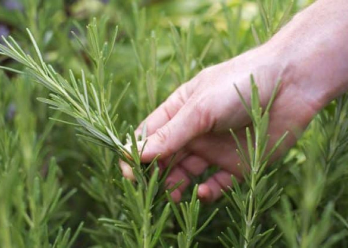 Συνταξιούχος έκοψε ένα κλαράκι δεντρολίβανο και οδηγήθηκε στο κρατητήριο