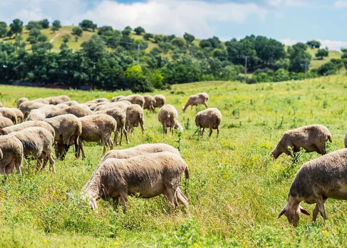 Αίτημα δημόσιας τοποθέτησης της ΑΑΔΕ για την κατανομή βοσκοτόπων και τις πληρωμές βοσκοτοπικών ενισχύσεων έτους 2025 από την ΠΟΓΕΔΥ