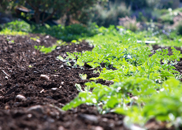 Το επιχειρηματικό εισόδημα στην ελληνική γεωργία Μειωμένο κατά 12,5%
