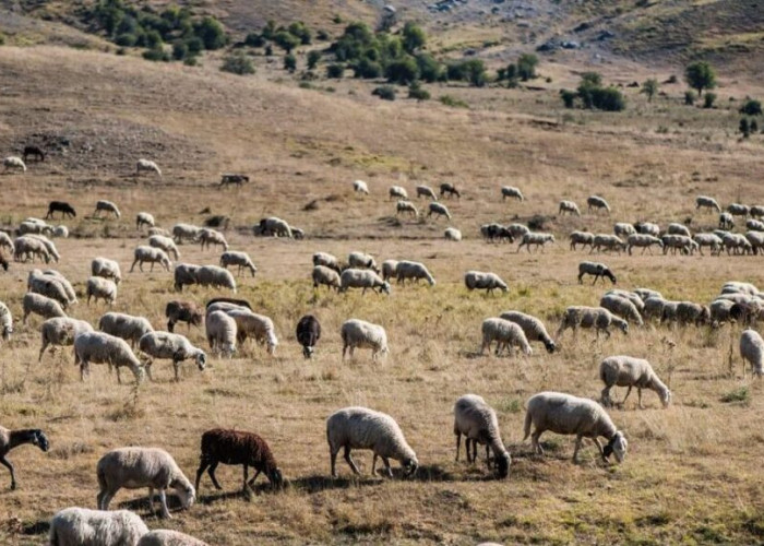 Οι στρατιωτικοί κτηνίατροι: Στη γραμμή άμυνας κατά της ευλογιάς