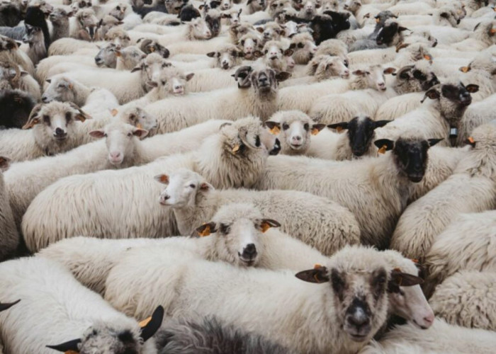 Παραδεκτή και νόμιμη η αναφορά από το Ευρωπαϊκό Κοινοβούλιο για την πανώλη και την ευλογιά στα ζώα