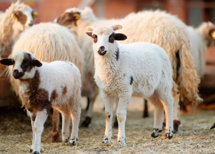 Νέα ενίσχυση 26 εκατ. ευρώ για αποζημιώσεις κτηνοτρόφων λόγω ευλογιάς- 2.899.254€ στις Σέρρες