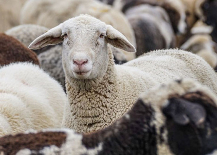 Επικαιροποιημένα συγκεντρωτικά στοιχεία για την πορεία της ευλογιάς από την Εθνική Επιστημονική Επιτροπή Διαχείρισης και Ελέγχου