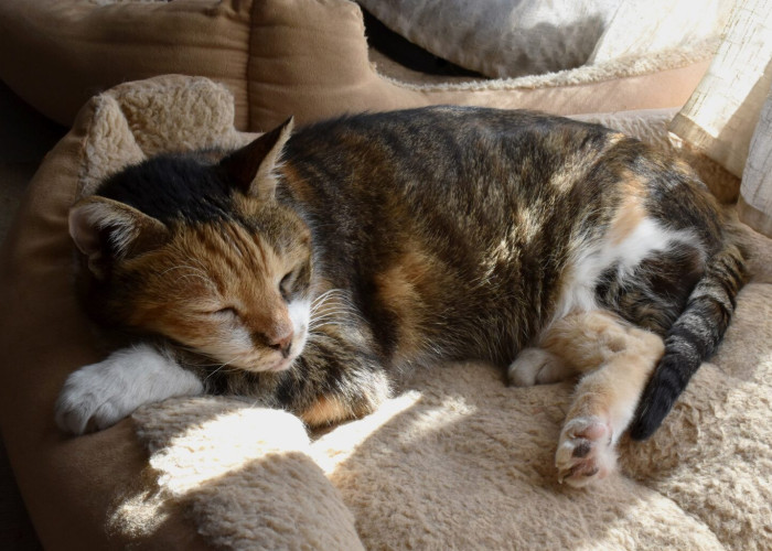 Βλέπετε τη γάτα σας να κοιμάται περισσότερο τον χειμώνα; Να τι συμβαίνει