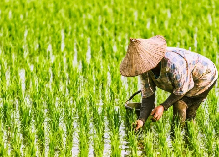 Συζήτησαν Χατζηβασιλείου, Τσιάρας και Λυκουρέντζος -Να ενταχθεί η καλλιέργεια ρυζιού στις ενισχύσεις de minimis