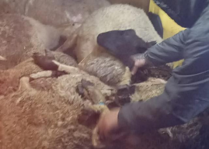 Δήμος Σιντικής: Μπλόκο στην παράνομη εξαγωγή οκτώ προβάτων