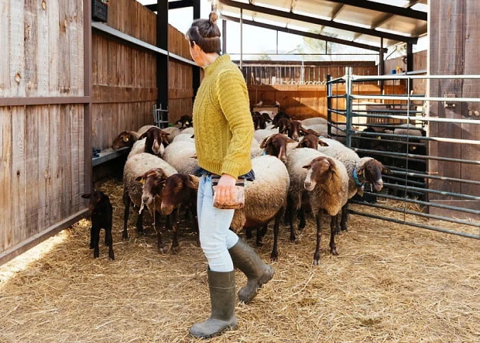 Συνεχίζονται έως το Σάββατο οι αιτήσεις για τις έκτακτες προσλήψεις ενίσχυσης του κτηνιατρικού μηχανισμού