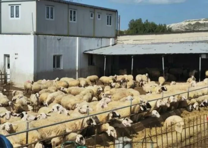 Ο Αφθώδης Πυρετός έφτασε στην Ελλάδα