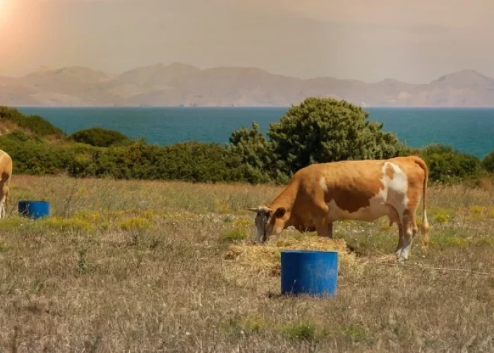 ΥΠΑΑΤ: Στα 17 τα επιβεβαιωμένα κρούσματα αφθώδους πυρετού στη Λέσβο – Ε-πιβεβαιώθηκαν 4 νέα κρούσματα