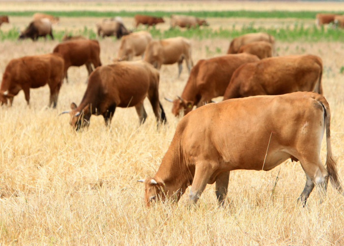 Η Διεύθυνση Κτηνιατρικής της Περιφέρειας, μετά το κρούσμα αφθώδους πυρετού στη Λέσβο- Ο Αφθώδης πυρετός δεν μεταδίδεται στον άνθρωπο