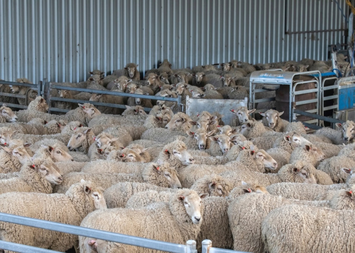 Ενόψει Πάσχα -Ενισχύονται τα μέτρα για τον εφοδιασμό της αγοράς με εγχώρια αιγοπρόβατα