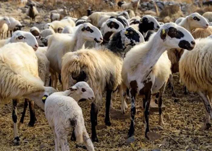 49 προσλήψεις κτηνιάτρων για την αντιμετώπιση της ευλογιάς -Οι αιτήσεις ξεκινούν το Σάββατο