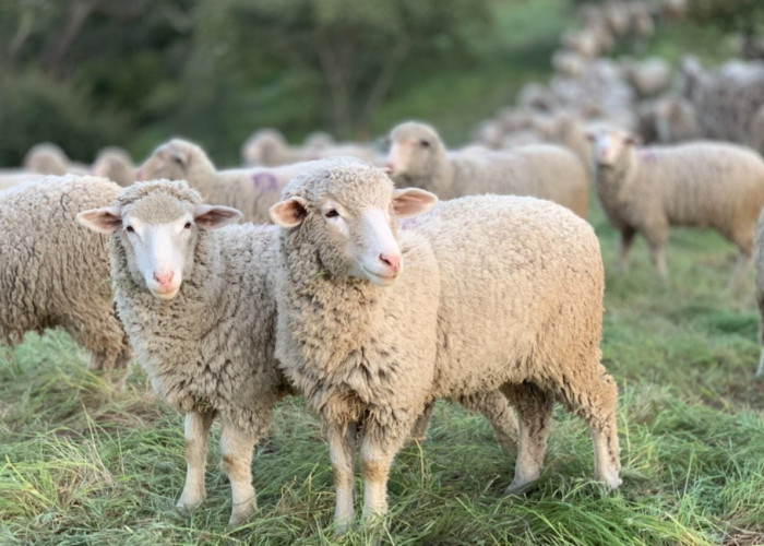 Επικαιροποιημένα στοιχεία για την ευλογιά αιγοπροβάτων