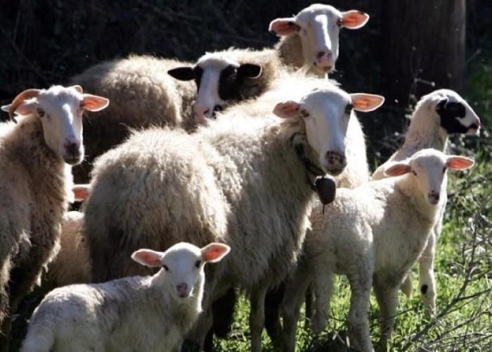 Σύμφωνα με το ΑΚΚΕΛ: Η ευλογιά των προβάτων δεν δικαιολογεί την καταστροφή εντοσθίων υγιών ζώων