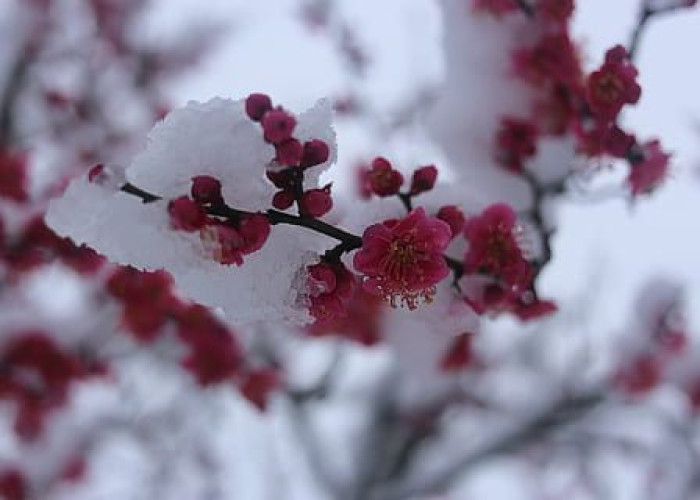 Οι παγωνιές έφεραν προβλήματα Σε ροδιές και κερασιές