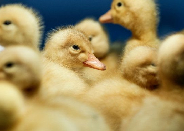 Η Ολλανδία θανάτωσε 190.000 πουλερικά  – Γρίπη των Πτηνών