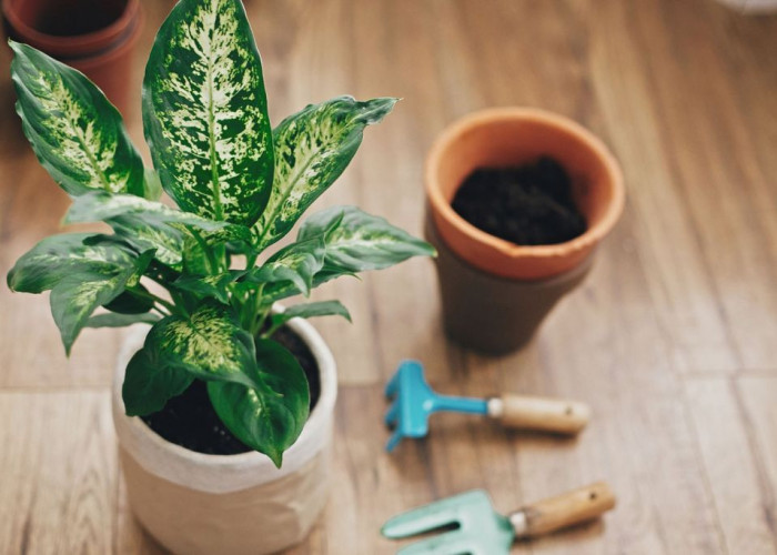 Προσοχή! Αυτό το φυτό που υπάρχει σε χιλιάδες σπίτια προκαλεί τοξική δηλητηρίαση – Όλα όσα πρέπει να ξέρετε