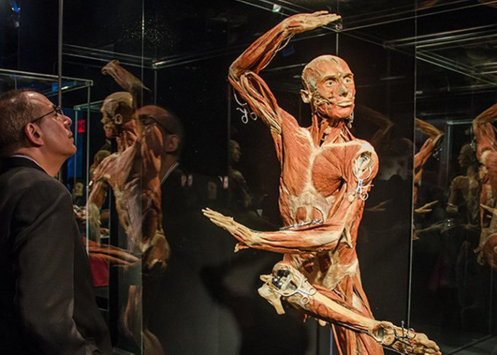 Έρχεται το Body Worlds: Έκθεση με πραγματικά σώματα που έχουν διατηρηθεί μέσω πλαστινοποίησης