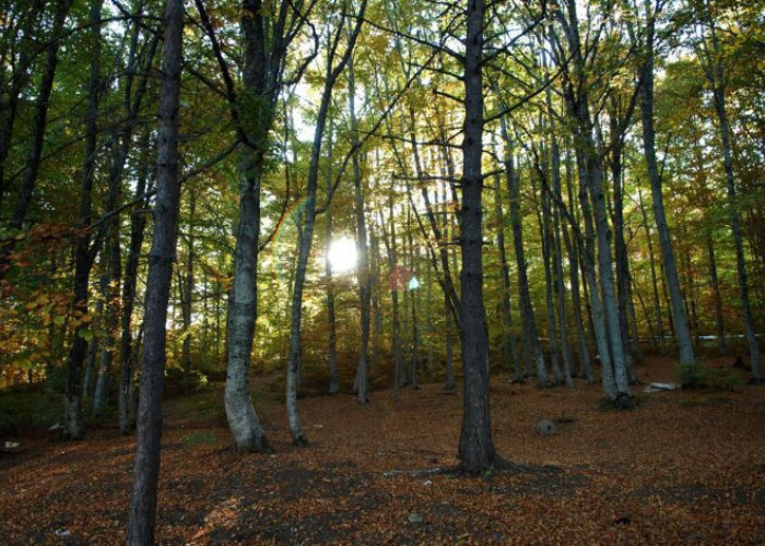 Από Τσαβλίδη, Σαββίδη επιστολή στον Πρωθυπουργό, για το λατομείο στο Λαϊλιά!