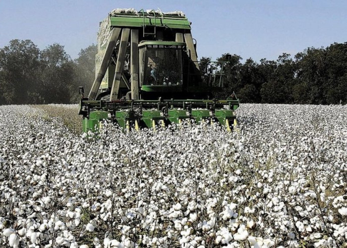 Ανεβαίνει καθημερινά η τιμή στο βαμβάκι