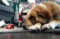 ΚΑΤΑΣΤΗΜΑ ΙΚΕΑ ΑΝΟΙΞΕ ΤΙΣ ΠΟΡΤΕΣ ΤΟΥ ΣΕ ΑΔΕΣΠΟΤΟΥΣ ΣΚΥΛΟΥΣ ΚΑΙ ΤΟΥΣ ΑΦΗΝΕΙ ΝΑ ΚΟΙΜΗΘΟΥΝ ΣΤΑ ΧΑΛΙΑ!