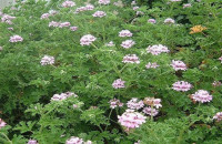 Η ΑΡΜΠΑΡΟΡΙΖΑ  Η ΘΑΥΜΑΤΟΥΡΓΗ ΓΙΑ ΤΑ ΝΕΥΡΑ ΚΑΙ ΤΗΝ ΧΟΛΗΣΤEΡΙΝΗ: THN ΛΕΜΕ ΛΟΥΚΟΥΜΟΧΟΡΤΟ Η ΜΟΣΧΟΜΟΛΟΧΑ!