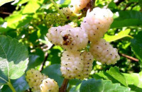 ΛΕΥΚO ΜΟΥΡO: ΤΟ ΦΡΟΥΤΟ ΠΟΥ ΘΕΡΑΠΕΥΕΙ ΑΠΟ ΔΙΑΒΗΤΗ ΜΕΧΡΙ ΟΓΚΟ!