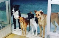 ΑΣΤΕΓΟΣ ΜΠΗΚΕ ΣΤΟ ΝΟΣΟΚΟΜΕΙΟ ΚΑΙ Ο ΣΚΥΛΟΣ ΜΑΖΙ ΜΕ ΤΟΥΣ ΦΙΛΟΥΣ ΤΟΥ ΤΟΝ ΠΕΡΙΜΕΝΟΥΝ ΜΕΧΡΙ ΝΑ ΓΙΝΕΙ ΚΑΛΑ!