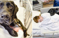 Ο Σκύλος του αρνήθηκε να τον Αφήσει Μόνο του στο Χειρουργείο