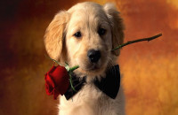 ΑΠ’ ΟΛΑ ΤΑ ΠΛΑΣΜΑΤΑ ΑΝΙΔΙΟΤΕΛΩΣ ΞΕΡΟΥΝ ΝΑ ΑΓΑΠΟΥΝ ΜΟΝΟ 2, Η ΜΑΜΑ ΣΟΥ ΚΑΙ Ο ΣΚΥΛΟΣ ΣΟΥ!