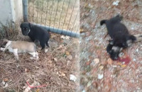 ΠΤΟΛΕΜΑΙΔΑ:ΑΓΝΩΣΤΟΣ ΑΦΗΣΕ ΚΟΥΤΑΒΙΑ ΝΑ ΓΙΝΟΥΝ ΛΕΙΑ ΣΤΑ ΥΠΟΛΟΙΠΑ ΖΩΑ!