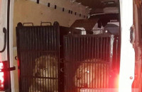 Δυο λιοντάρια και μια τίγρη βρήκαν οι τελωνειακοί στον Προμαχώνα: Με νόμιμα χαρτιά έφυγαν για …Μύκονο!