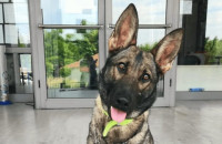 Καθάρισε η «Ρόξι»: Βρήκε ηρωίνη και κοκαΐνη