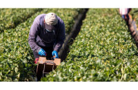 N.E ΠΑΣΟΚ Σερρών: Αγρότες σε απόγνωση – Κυβέρνηση σε αποδρομή