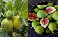 Σύκα: 9 οφέλη για τον οργανισμό – Ποιες ασθένειες καταπολεμούν – Τι να προσέχουμε στην κατανάλωσή τους