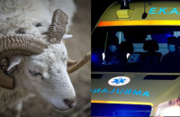 Τραγικό τέλος: Άνδρας χτυπήθηκε από κριάρι και τον βρήκε νεκρό ο γείτονας του