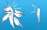 Ολοκληρώθηκε το Επιστημονικό Συνέδριο ογκολογίας: Θερμά συγχαρητήρια από την κ. Πάνου, σε όλους τους συμμετέχοντες!