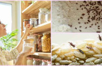 Πως θα απαλλαγείς από τα ενοχλητικά ζωύφια που εμφανίζονται στο ντουλάπι με τα τρόφιμα