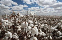 Νέες οδηγίες για το σταμάτημα της υπερβολικής ανάπτυξης στο Βαμβάκι