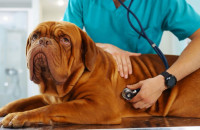 Οι εξετάσεις που πρέπει να κάνει ο σκύλος σας το φθινόπωρο