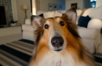 Ο σκύλος χάνει πολλή τρίχα. Πώς θα την περιορίσετε