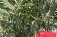 Ηράκλειο: Παραγωγοί βάζουν στα δέντρα τσιπάκια GPS με όψη ελαιοκάρπου για την προστασία από κλοπές