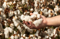 Βασικές οδηγίες για τη καλλιέργεια του βαμβακιού