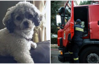 Θεσσαλονίκη: Σκύλος Έσωσε Μητέρα Και Κόρη Από Τη Φωτιά Που Ξέσπασε Όταν Η Οικογένεια Κοιμόταν