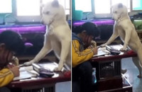 Πατέρας εκπαίδευσε το σκύλο του να επιβλέπει την κόρη του για να μη σηκώνει κεφάλι από τα μαθήματά της